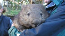 nugget-the-wombat-thumb.jpg