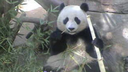 panda-cam-bamboo-111009-02.jpg