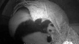 baby-panda-kiss.jpg