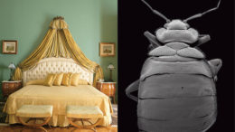 bedbugs-thumb-500x334-2259.jpg