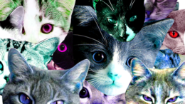 meowmania-thumb-500x282-2269.png