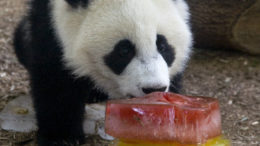 panda licks rainbox ice