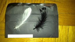 nina-sayers-feathers-thumb-500x375-3435.jpg