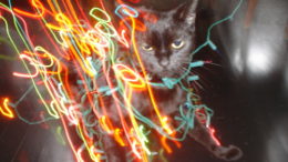 grappa-cat-christmas-lights-thumb-500x375-3617.jpg