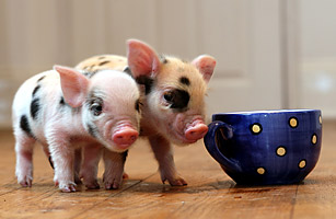 OMG, cute: Top 10 tiny animals - OMG.BLOG