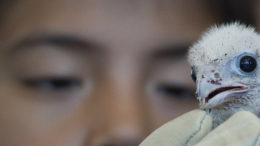 baby-falcon-chicks-toronto-01-thumb-500x231-4771.jpg