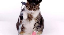 cat_sick_kitten-thumb-500x375-7671.jpg