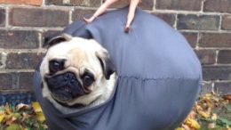 pug-wrecking-ball-thumb-500x669-15256.jpg