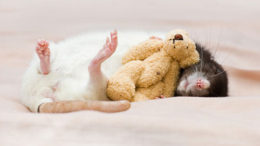 Rats-with-Teddy-Bears-5-thumb-500x332-16965.jpg