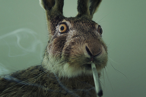 rabbit-stoner-thumb-500x333-24690.jpg