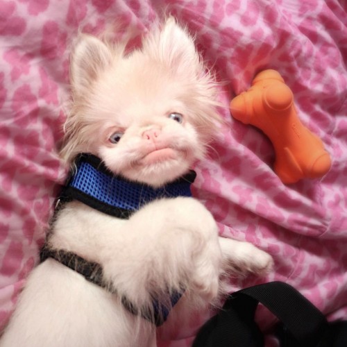 OMG, you need to know Gizmo the Albino Pup - OMG.BLOG