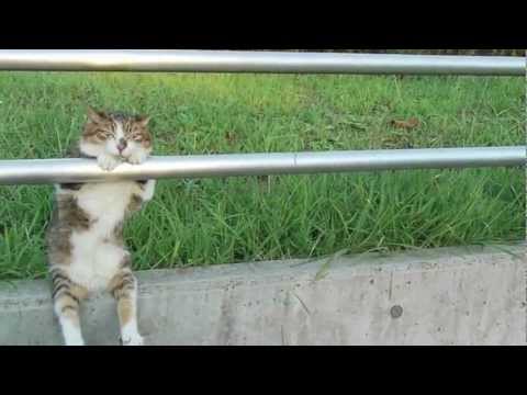OMG, cute: This cat can sit up like a human - OMG.BLOG