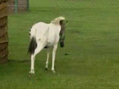 OMG, it's a zorse - OMG.BLOG