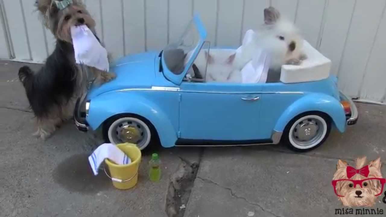 Коте моет машины. Кот в машине. Коте моет машины. Мужчина моет кота. Желтая машинка игра.