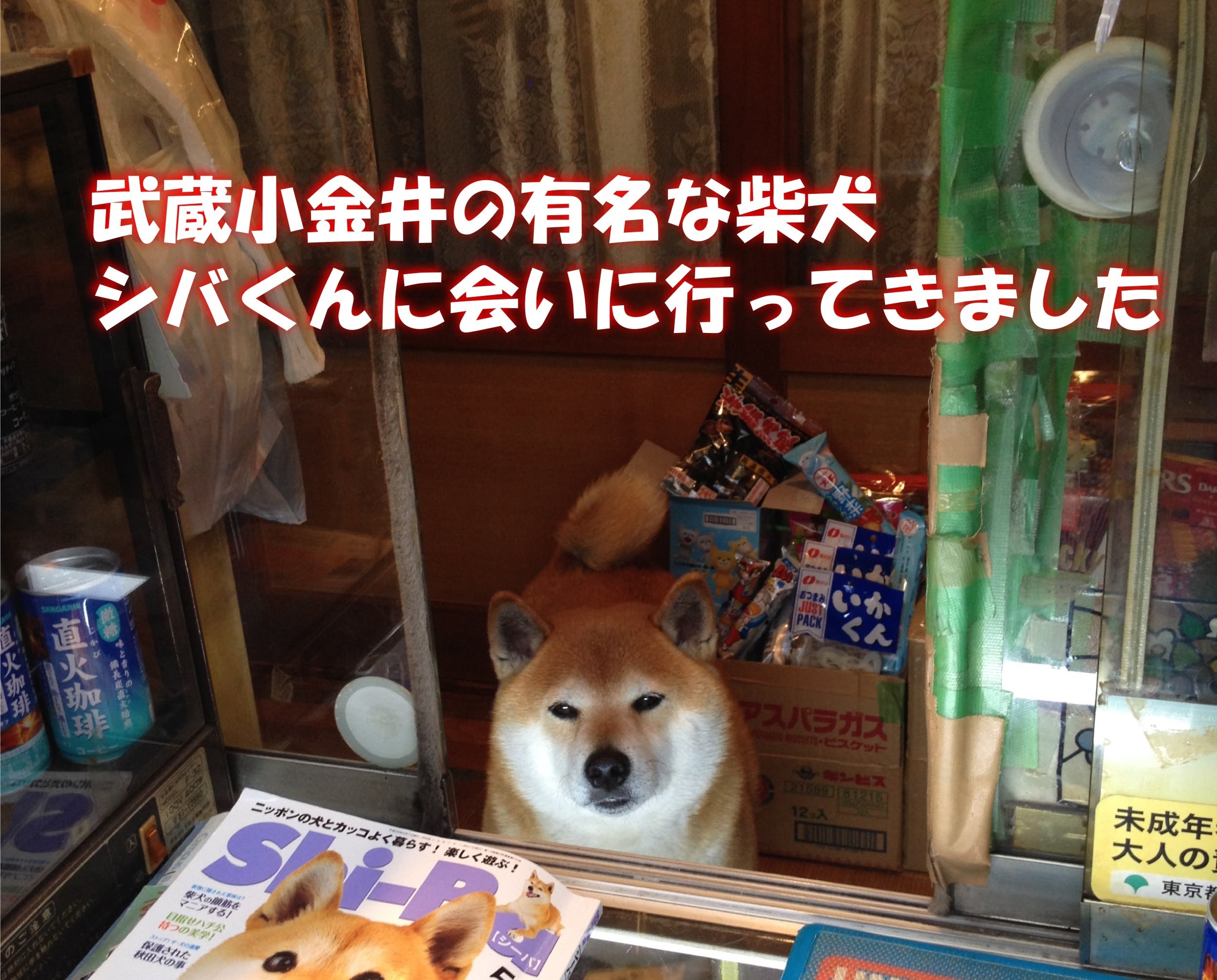 Omg So Helping Much Salesdog This Adorable Shiba Inu Dog