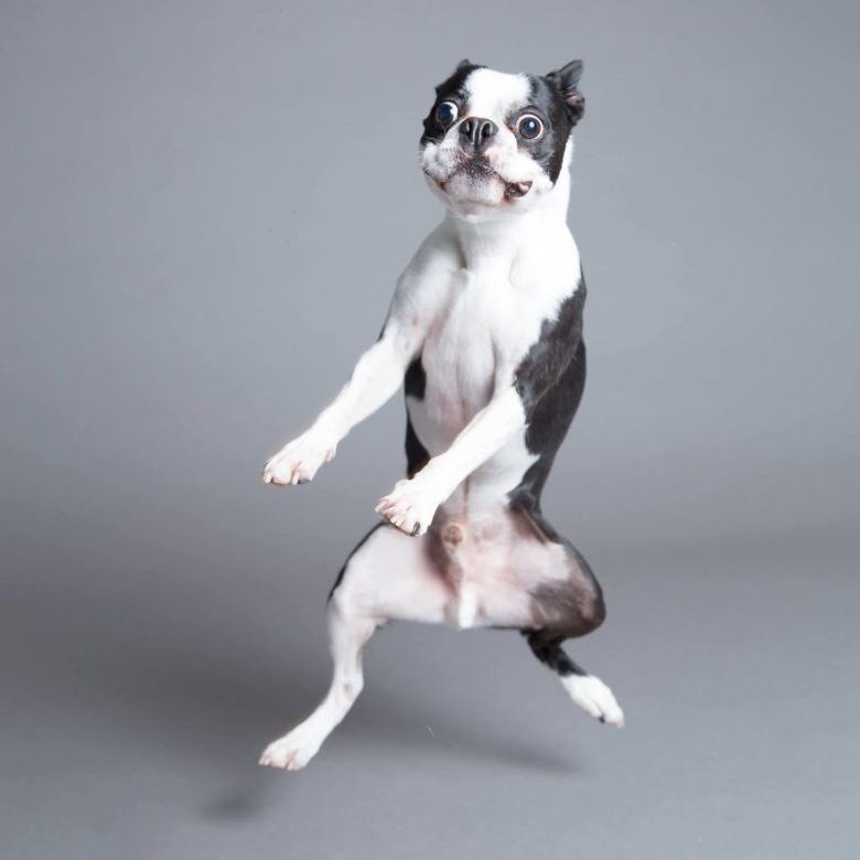 OMG, here's a gallery full of DERPY dog expressions to get your through ...