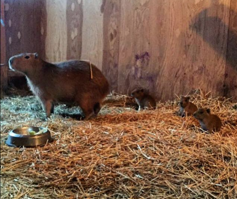 Capybara babies at Toronto High Park Zoo