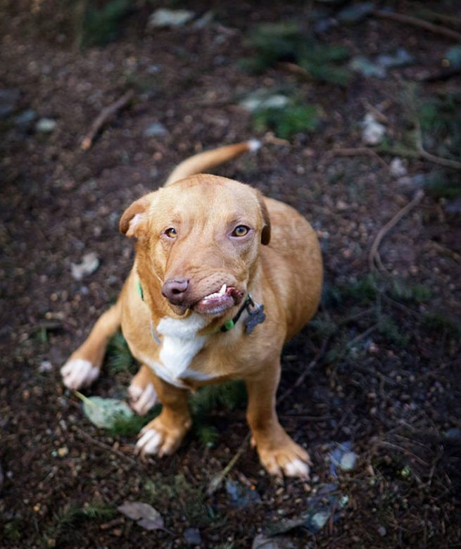 OMG, meet Picasso, the perfectly-imperfect pup that no one wanted - OMG ...