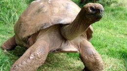 Jonathan the gay tortoise of St Helena