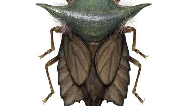 insects - OMG.BLOG