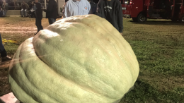 Largest pumpkin 2018