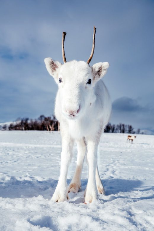 OMG, KYHUTE! A rare, baby white reindeer was just spotted in Norway ...