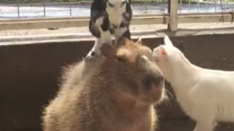 Goats climb on capybara