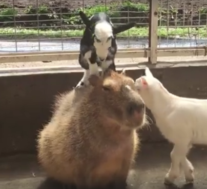 OMG, how cute: Baby goats climb on a capybara - OMG.BLOG