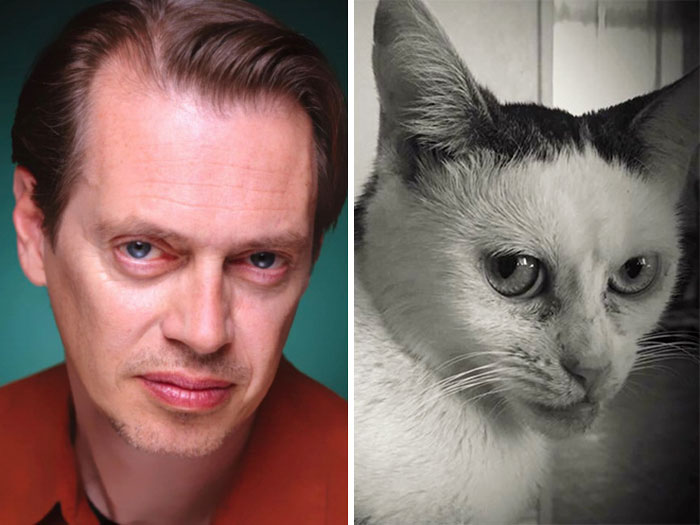 OMG meet Marla the kitty who looks just like Steve Buscemi OMG