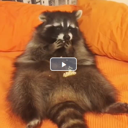 raccoon eating