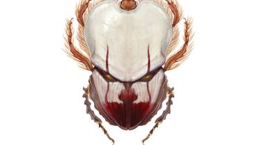 insects - OMG.BLOG