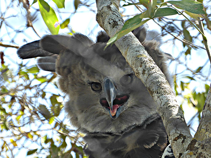 The Harpy Eagle Is So Big, Some Mistake It For A Person In A Costume