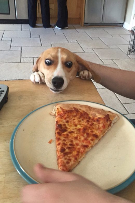 OMG, dogs & food: The TRUE LOVE gallery - OMG.BLOG