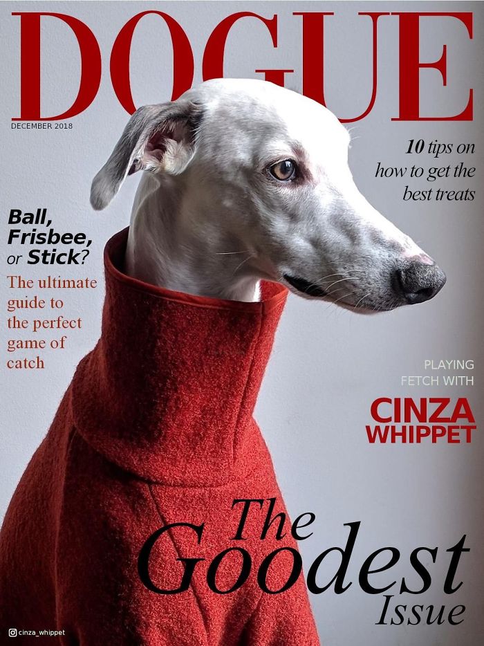 OMG, owners put their dogs on the cover of VOGUE with 'DOGUE shoots' OMG.BLOG