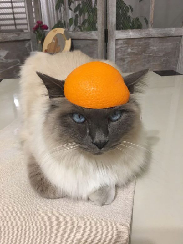 OMG, it's cats in citrus hats! OMG.BLOG