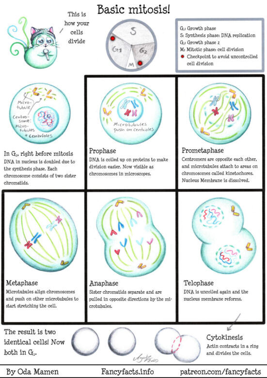 OMG, here are 26 interesting scientific facts illustrated in an ...