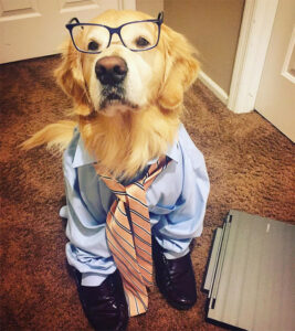 OMG, you may work hard this week, but this golden retriever still ...