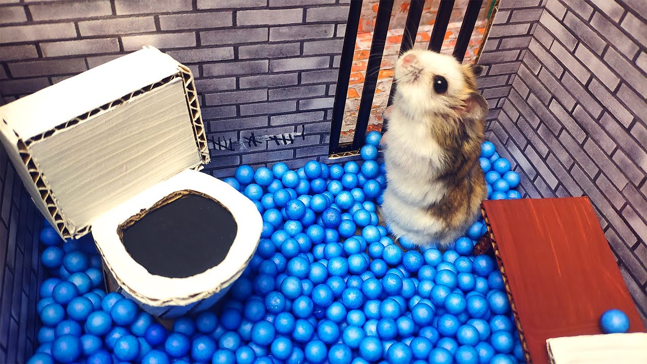 OMG, WATCH Hamster escapes minimaze in epic jailbreak video OMG.BLOG