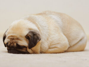 OMG, Happy Hump day: Hosted by PUG LOAFS! - OMG.BLOG