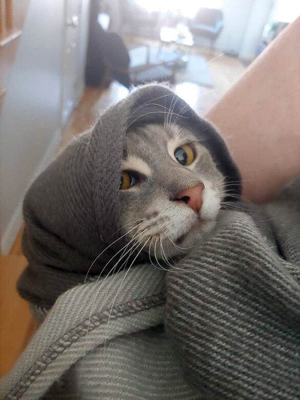 OMG, don't fall under the judgy eye of one of these BABUSHKA CATS - OMG ...