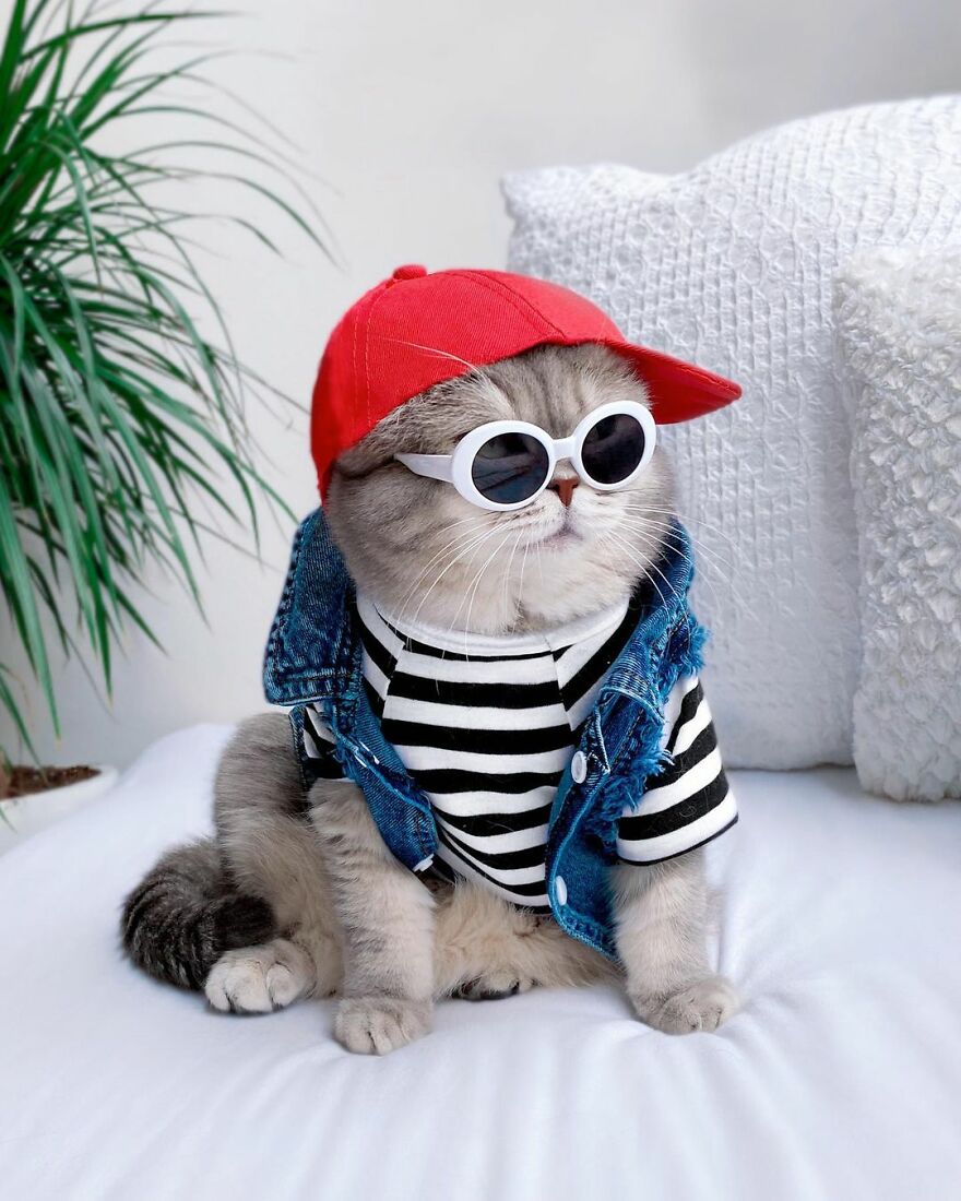 OMG, meet Benson, the abandoned kitty who found a new life in FASHION ...