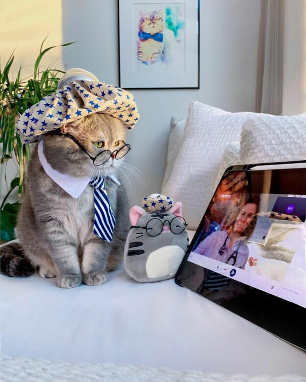 OMG, meet Benson, the abandoned kitty who found a new life in FASHION ...