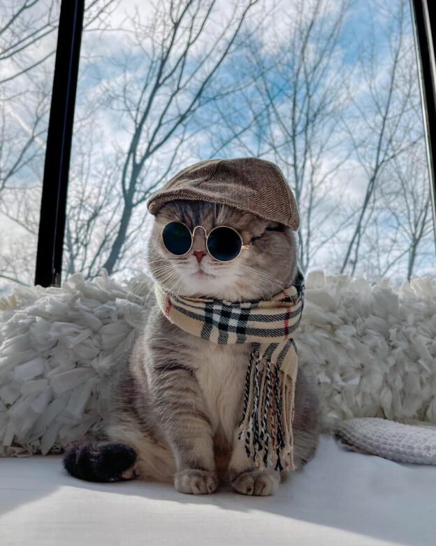 OMG, meet Benson, the abandoned kitty who found a new life in FASHION ...