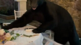 Bear crashes wedding TikTok