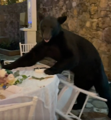 Bear crashes wedding TikTok