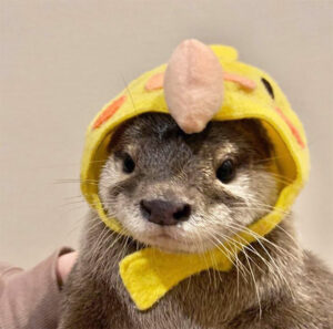 OMG, you've heard of bananas in pyjamas: How about OTTERS IN BONNETS ...