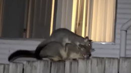 Baby Possum and its mom