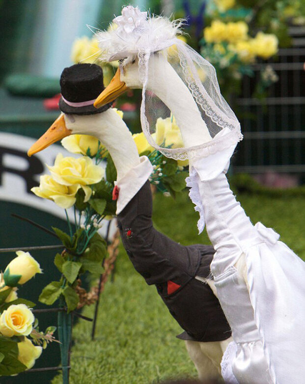 OMG, forget the Coronation: Did you know that there's an annual duck ...