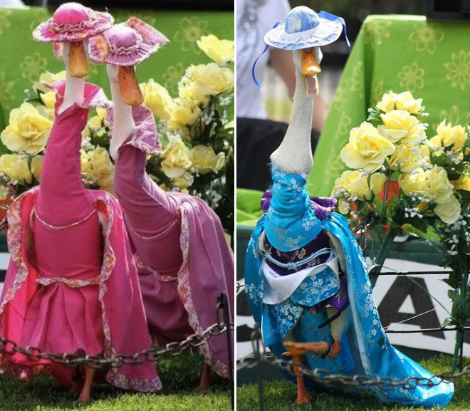 OMG, forget the Coronation: Did you know that there's an annual duck ...