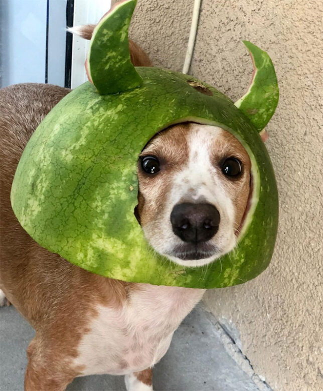 OMG, these doges show us how to rock a watermelon helmet - OMG.BLOG